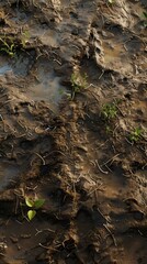 Fototapeta premium Serene wetlands, showcasing the beauty of marshy soil texture.