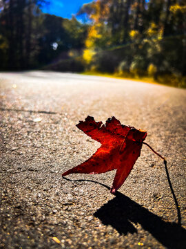 autumn leaf on the ground