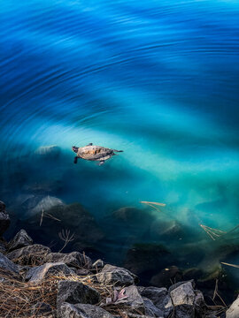 A turtle swimming