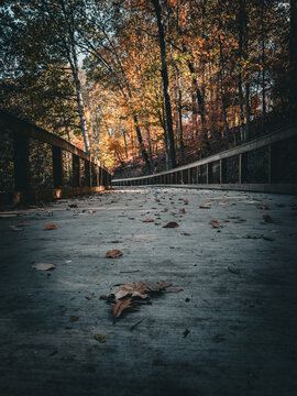 bridge in autumn 
