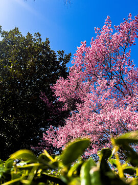 blooming cherry blossom tree in spring