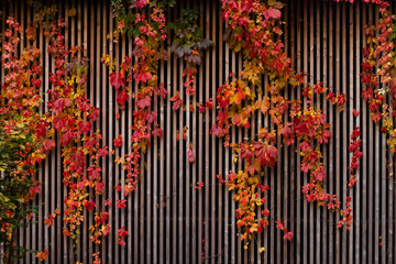 Obraz premium Autumn background wallpaper autumn leaves on wooden boards