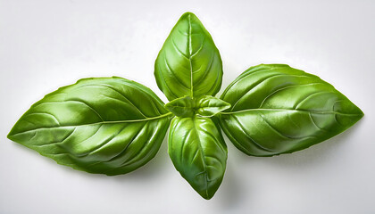 Fototapeta premium Fresh Basil Leaves on a White Background.