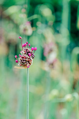 Onion hairy flower on a blurred summer garden background.decorative Onions.Purple and burgundy flowering onions. bulbous flowers in lilac shades.Beautiful floral nature background 