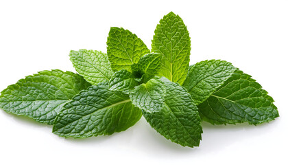 Fresh Mint Leaves on a White Background.