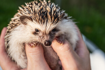 African hedgehog in male hands.hedgehog muzzle close-up.prickly pet.Communication with pets.