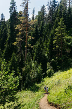 Forest Trail Hikers