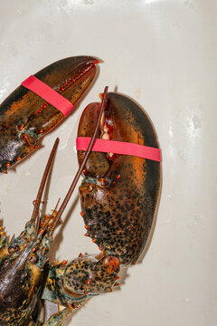 Live Lobster