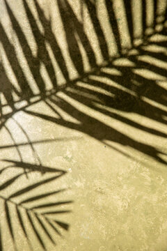 Palm shadow on olive green background