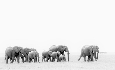 Herd Of Elephants In Massai Mara 