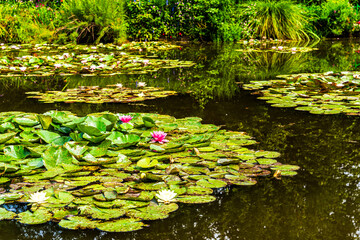 Glimpse of the water lily pond portrayed by the French Impressionist painter Claude Monet, in his garden at Giverny, Normandy region, France. 