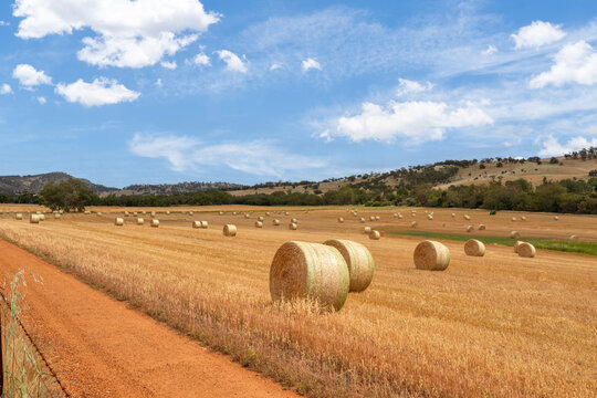 Golden straw hay bails at the end of harvest season