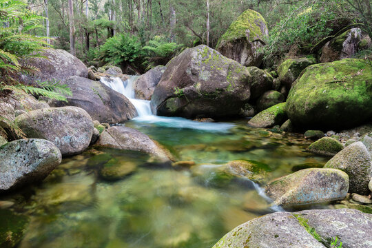 Lush forest and cascading wilderness streams - Powered by Adobe