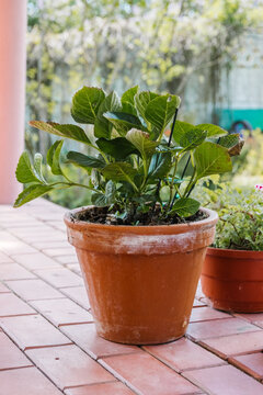 potted plant