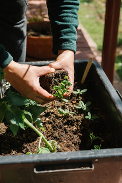 planting 