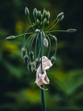 Sicilian honey garlic (Nectaroscordums) getting ready to bloom