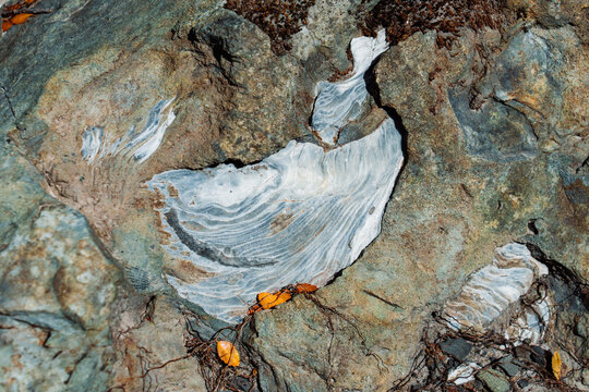 Marine fossil embedded in rock