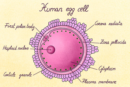 Illustration of human egg cell with labelled parts