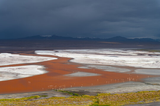 Laguna Colorada (Red Lagoon) with Flamingos and Borax sediments