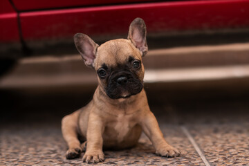 Adorable cachorro bulldog frances