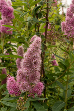 Insects on Spiraea flowers