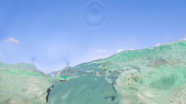 Green sea turtle hatchling eaten by giant trevally fish