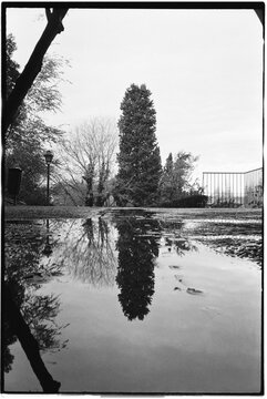 Black and White Reflection of Trees in a Puddle After Rain