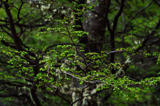 Lenga Beech