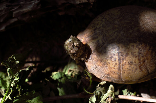 Eastern Box Turtle 