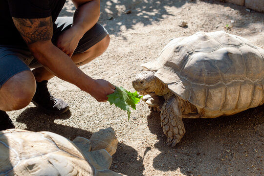 Man Feeding Tortoises 