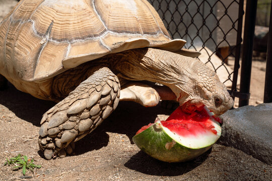 Desert Tortoise Eating Watermelon 