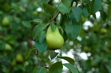 Close-up of a ripe pear hanging from a tree branch in a garden.