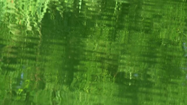 池の水面に映る植物と波紋