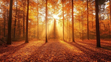 Fototapeta premium A forest with trees in the foreground and background. The sun is shining through the trees, casting shadows on the ground