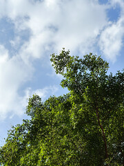 Green plant with blue sky as background