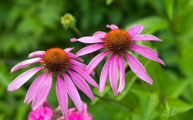 Obraz premium Close-up of two pink cone flowers in a garden with green foliage background.