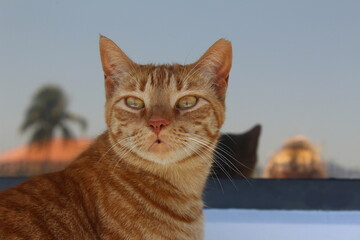 Obraz premium portrait of a cat