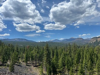 forest in the mountains