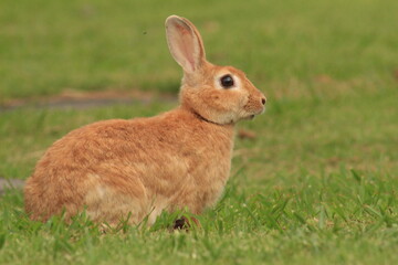 Fototapeta premium Lindo conejo de granja 