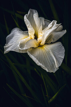 iris in full bloom
