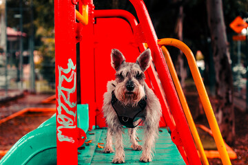 Perro schnauzer en el parque en un día lluvioso