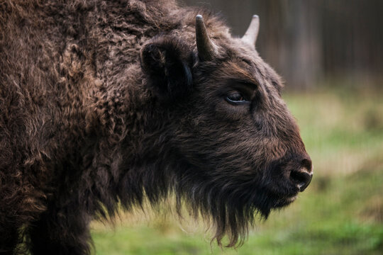 A side portrait of a baby buffalo