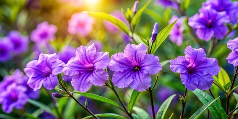 Fototapeta premium Vibrant purple Ruellia flowers with delicate, trumpet-shaped petals and yellow throats bloom amidst lush green foliage in a serene and tranquil garden setting.