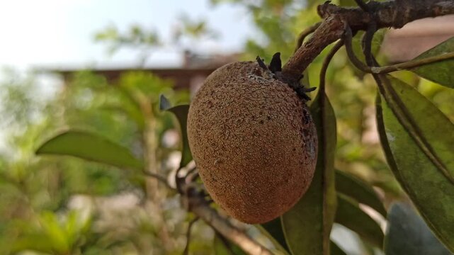 longan fruits