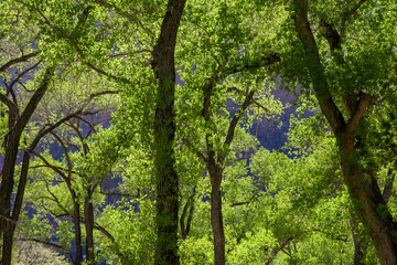 Bright green colorful trees illuminated by the sun in Zion National Park 