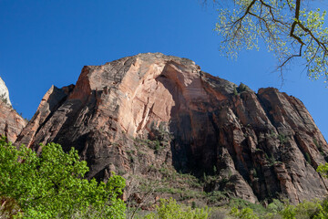 Fototapeta premium Beautiful Majestic mountain peaks and trees in Zion National Park