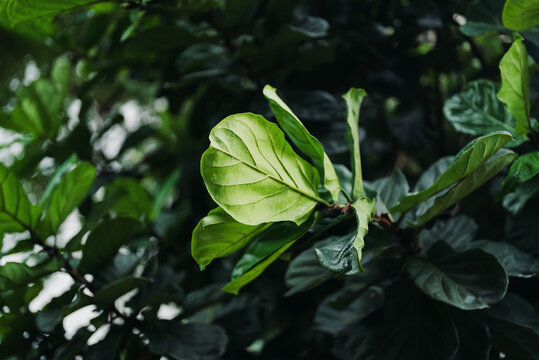 Close-Up of Green Fiddle Leaf Fig Leaves