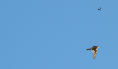 American kestrel flies against a blue sky, a hummingbird a blur above it.