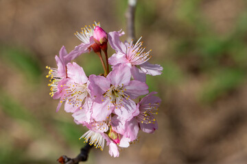 Flor de cerejeira. Sakura