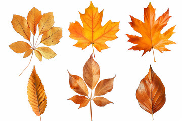 Obraz premium Orange autumn leaves